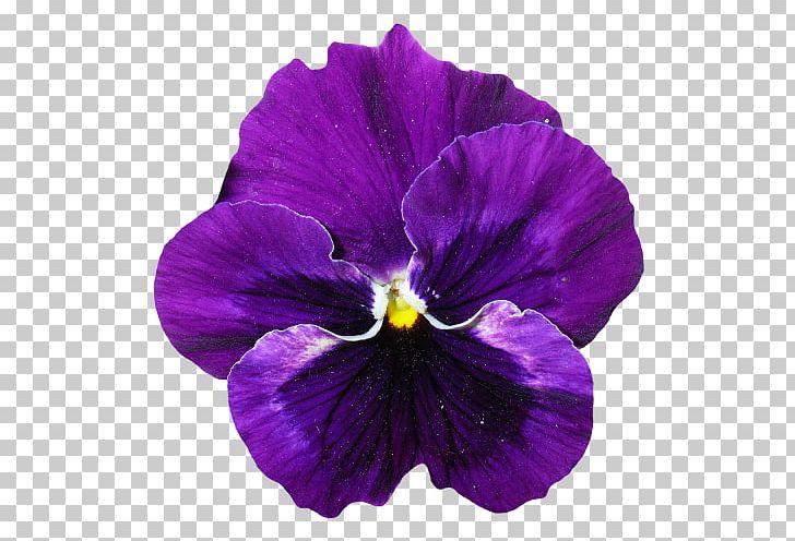 Pansy Flower Violet PNG, Clipart, Download, Flower, Flowering Plant, Image Resolution, Lavender Free PNG Download