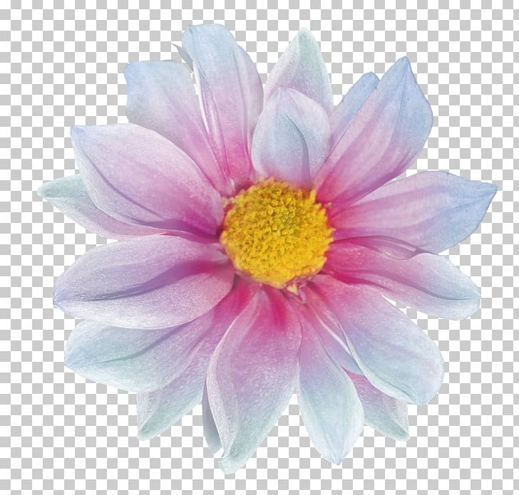 Raster Graphics Computer Graphics Flower PNG, Clipart, 3d Rendering, Annual Plant, Apng, Aster, Chamomile Free PNG Download