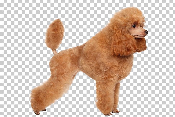 Toy Poodle Miniature Poodle Standard Poodle Puppy PNG, Clipart, Bark, Breed, Carnivoran, Coat, Companion Dog Free PNG Download