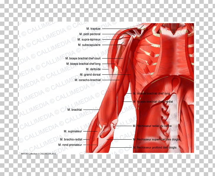 Muscular System Shoulder Arm Muscle Anatomy PNG, Clipart, Abdomen, Anatomy, Arm, Biceps, Blood Vessel Free PNG Download