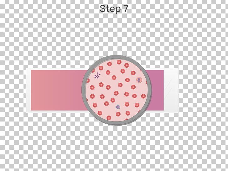 White Blood Cell Red Blood Cell PNG, Clipart, Blood, Blood Cell, Blood Film, Blood Smear, Blood Sugar Free PNG Download