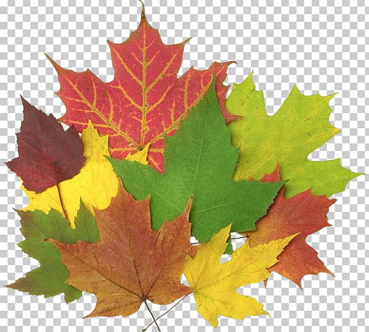 Autumn Leaf Color Chlorophyll Leaf Blowers PNG, Clipart, Autumn, Autumn Leaf , Conifer Cone, Grape Leaves, Green Free PNG Download