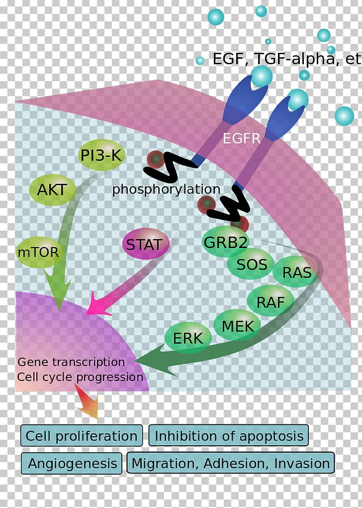 Epidermal Growth Factor Receptor Signal Transduction PNG, Clipart, Brand, Cancer, Cell, Cell Signaling, Epidermal Growth Factor Free PNG Download