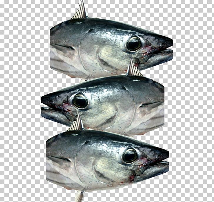 Mackerel Fish Products Oily Fish Sardine Anchovy PNG, Clipart, Anchovy, Barramundi, Bonito, Bony Fish, Coho Free PNG Download