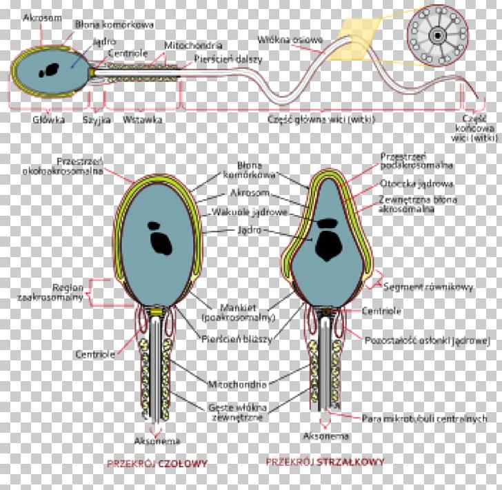 Spermatozoon Semen Analysis DNA PNG, Clipart, Anatomy, Angle, Biology, Bulbourethral Gland, Cell Free PNG Download