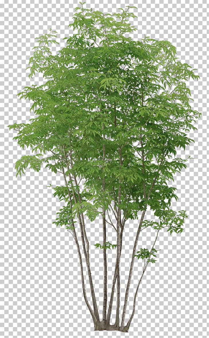 Tree Plant PNG, Clipart, Branch, Encapsulated Postscript, Evergreen, Flowerpot, Grass Free PNG Download