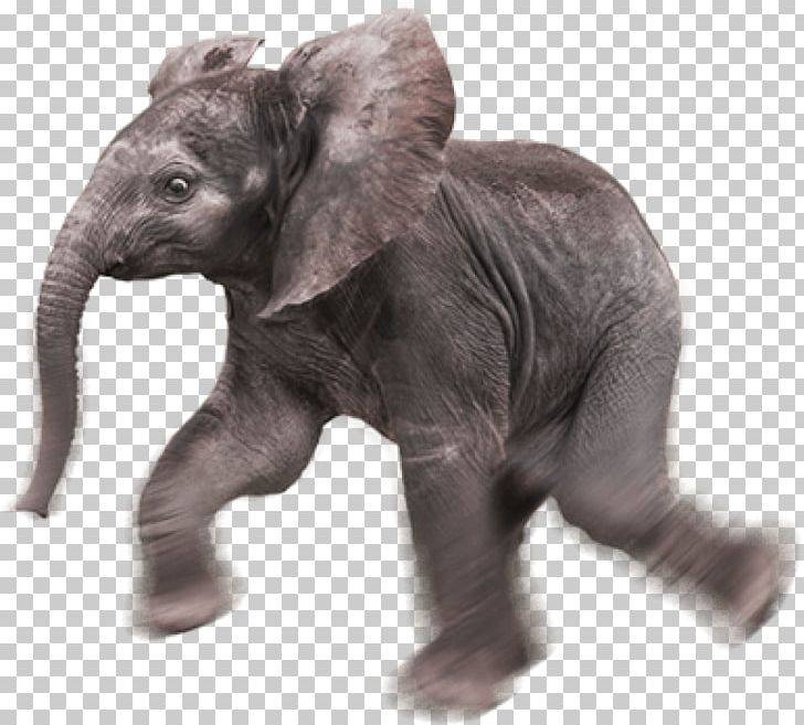 Indian Elephant African Elephant Portable Network Graphics Elephants ...