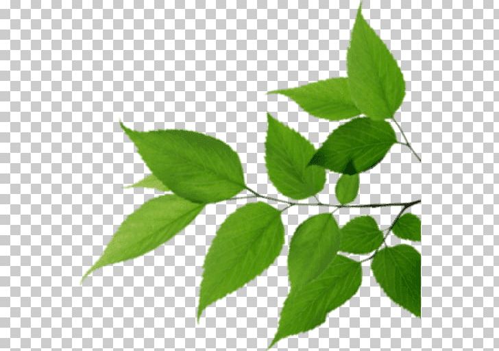 Leaf Colin Baptie PNG, Clipart, Aromatic Compounds, Background, Branch, Ecology, Food Free PNG Download