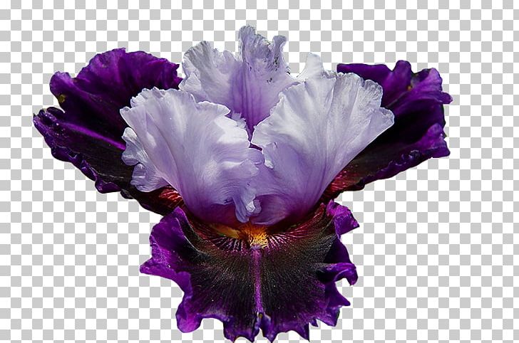 Northern Blue Flag Violet Flower Plant Iris Croatica PNG, Clipart, Blue, Color, Desktop Wallpaper, Flower, Iris Free PNG Download