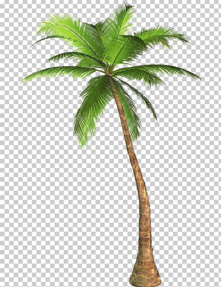 Palm Trees Mexican Fan Palm California Palm PNG, Clipart, Arecales, Attalea, Attalea Speciosa, Borassus Flabellifer, California Palm Free PNG Download