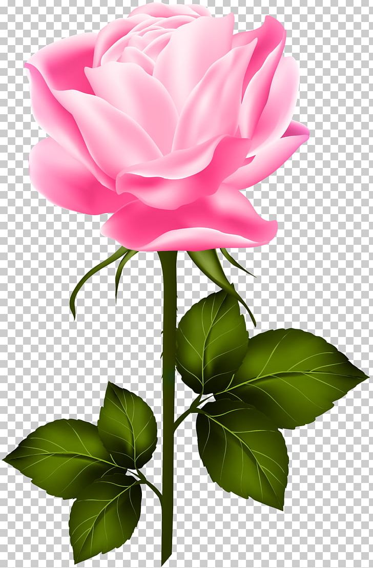 Rose Pink PNG, Clipart, Blue Rose, China Rose, Computer Wallpaper, Cut Flowers, Desktop Wallpaper Free PNG Download