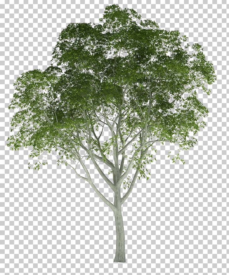 Architectural Rendering Tree Architecture 3D Rendering PNG, Clipart, 3d Computer Graphics, 3d Rendering, Architectural Rendering, Architecture, Autodesk 3ds Max Free PNG Download