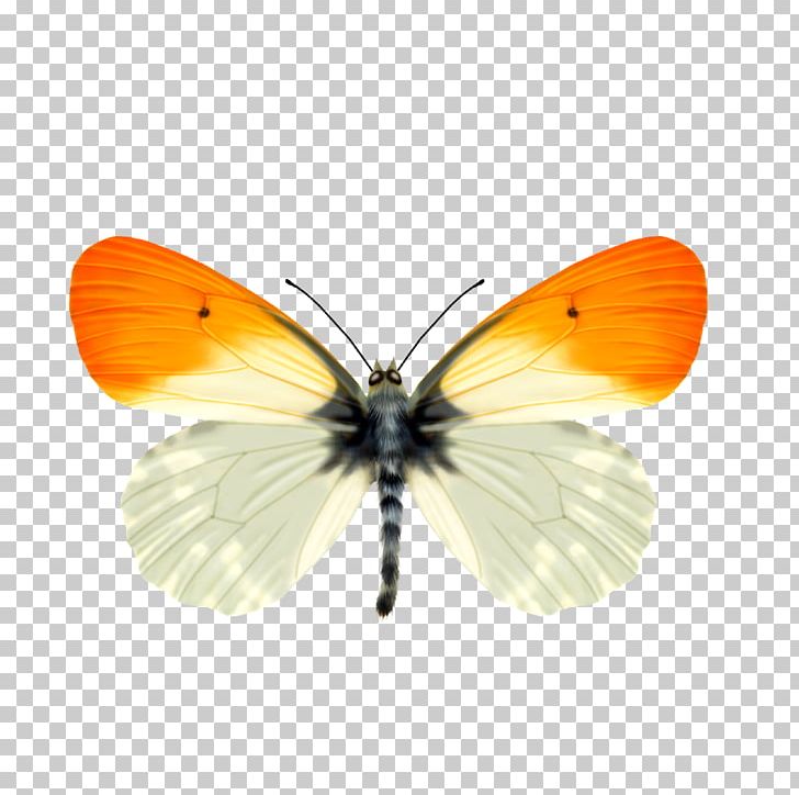 Butterfly Nymphalidae Pieridae PNG, Clipart, Animal, Arthropod, Blue Butterfly, Brush Footed Butterfly, Butterflies Free PNG Download