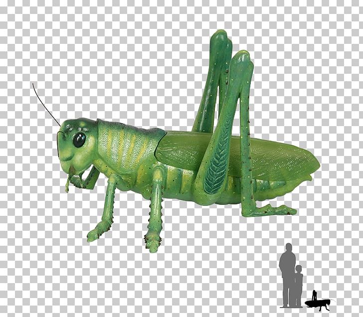 Insect Grasshopper Caelifera Locust Length PNG, Clipart, Animal, Animal Figure, Caelifera, Centimeter, Cloning Free PNG Download