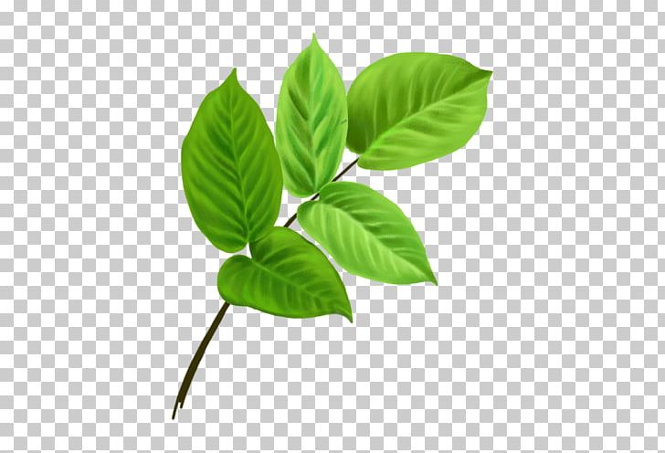 Leaf Branch PNG, Clipart, Blog, Branch, Leaf, Megabyte, Plant Free PNG Download