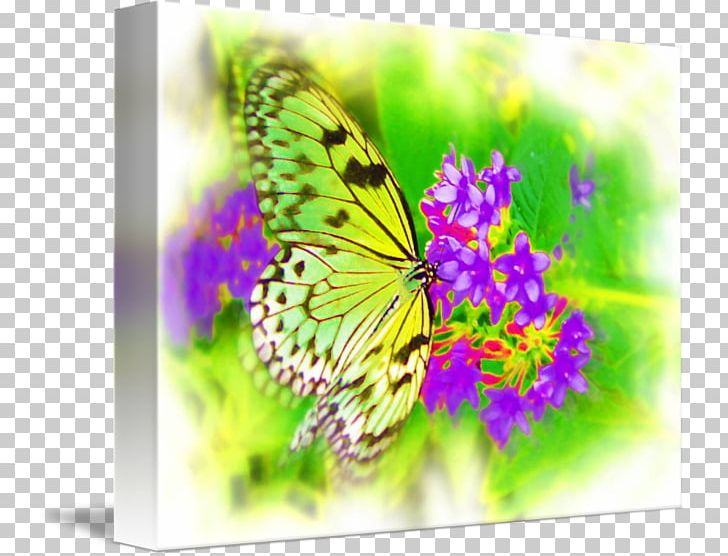 Monarch Butterfly Airbrush Artist Fine Art PNG, Clipart, Airbrush, Art, Artist, Brush, Brush Footed Butterfly Free PNG Download