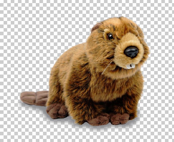 Canada North American Beaver PNG, Clipart, Animals, Bear, Beaver, Canada, Carnivoran Free PNG Download