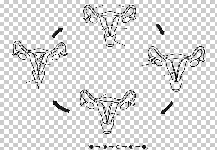 Woman Menstrual Cycle Cattle Menstruation Reproduction PNG, Clipart, Angle, Auto Part, Black, Black And White, Blood Free PNG Download