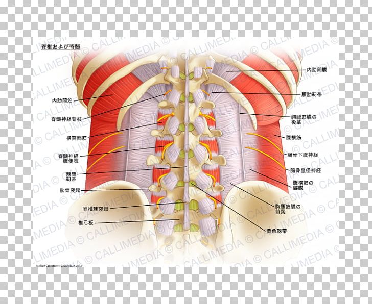 Spinal Nerve Spinal Cord Vertebral Column Anatomy PNG, Clipart, Anatomy, Angle, Cauda Equina, Coccyx, Human Anatomy Free PNG Download