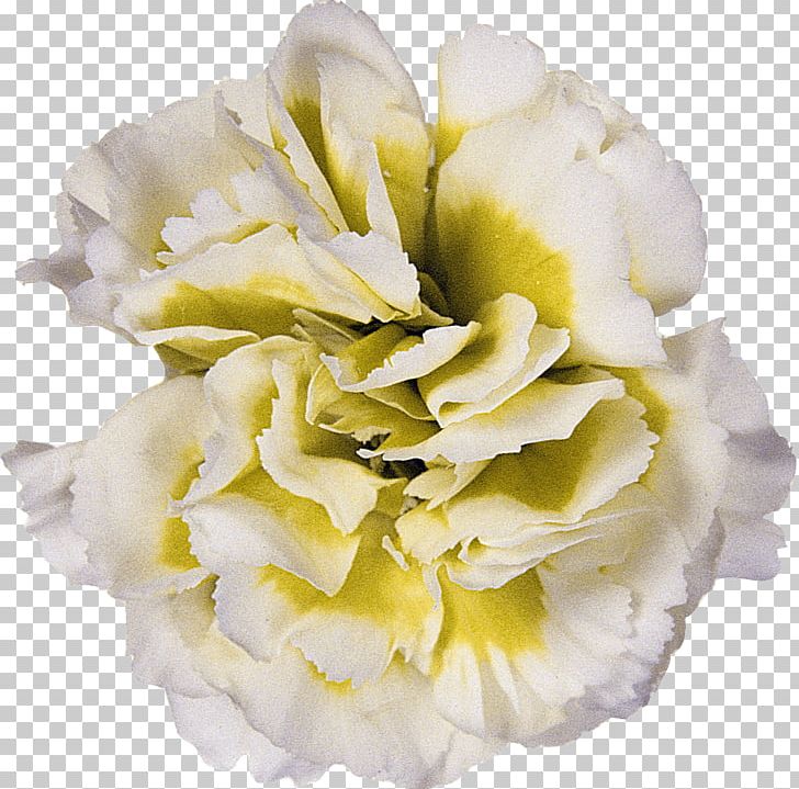 Cut Flowers Yellow Light Floristry PNG, Clipart, Brightness, Carnation, Color, Cut Flowers, Floristry Free PNG Download