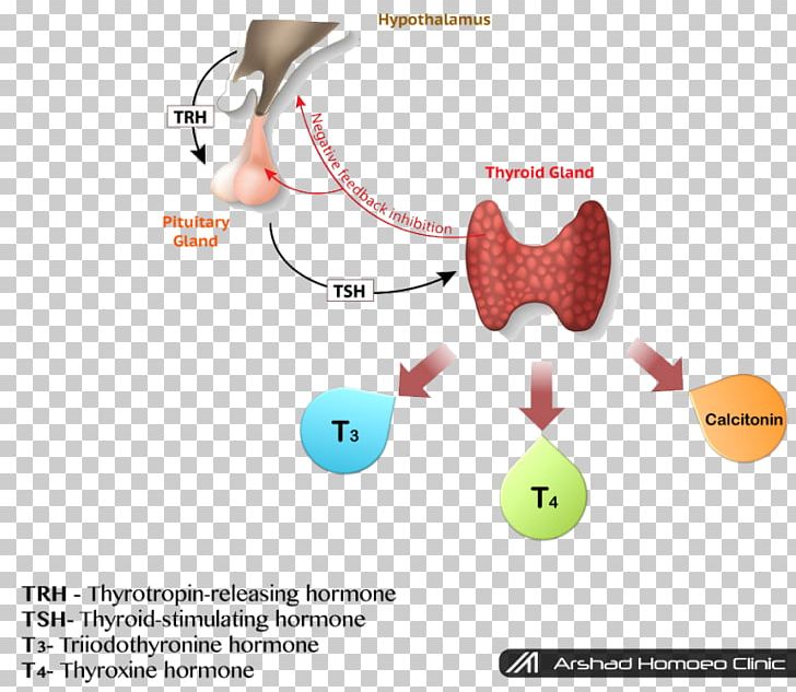 Hypothyroidism Thyroid-stimulating Hormone Thyroid Hormones PNG, Clipart, Calcitonin, Desiccated Thyroid Extract, Diagram, Endocrinology, Gland Free PNG Download