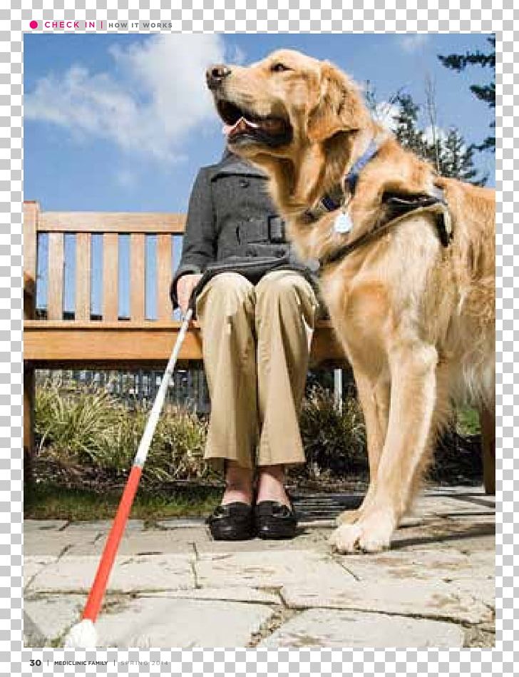 Labrador Retriever Golden Retriever Service Dog Guide Dog Service Animal PNG, Clipart, Animal, Animals, Companion Dog, Dog Breed, Dog Like Mammal Free PNG Download