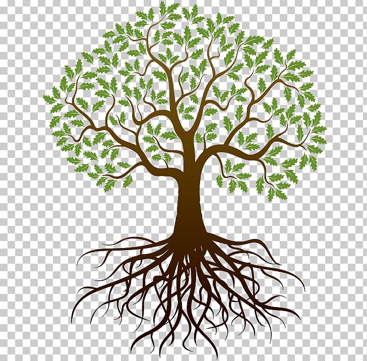 Oak Root Tree Stock Photography PNG, Clipart, Branch, Drawing, Flora