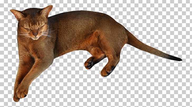 Ragdoll Havana Brown Kitten Felidae PNG, Clipart, Animal, Animals, Asian, Biological, Black Cat Free PNG Download