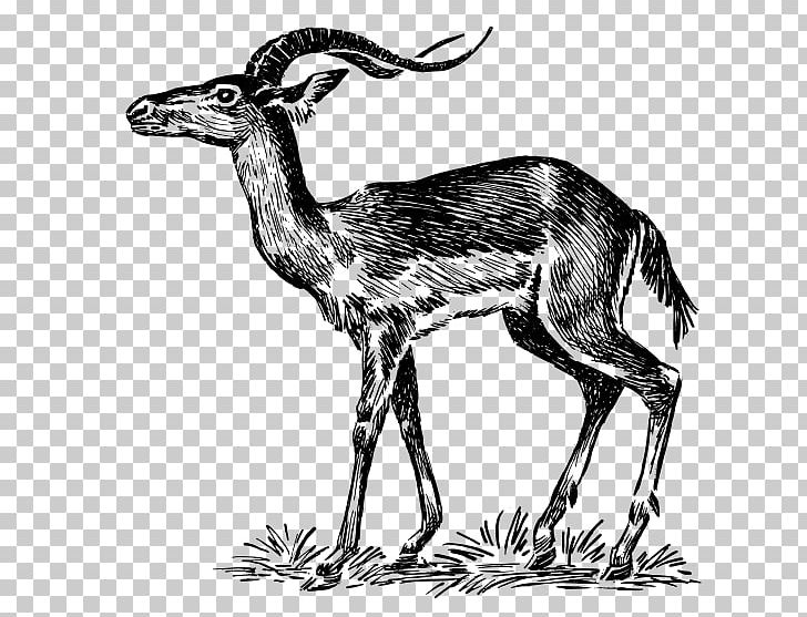 Chevrolet Impala Antelope Drawing PNG, Clipart, Animal, Antelope, Bison Latifrons, Black And White, Camel Like Mammal Free PNG Download