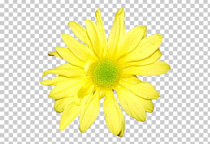 Chrysanthemum Yellow Flower Portable Network Graphics Petal PNG, Clipart, Amarillo Naranja, Chrysanthemum, Chrysanths, Color, Cut Flowers Free PNG Download