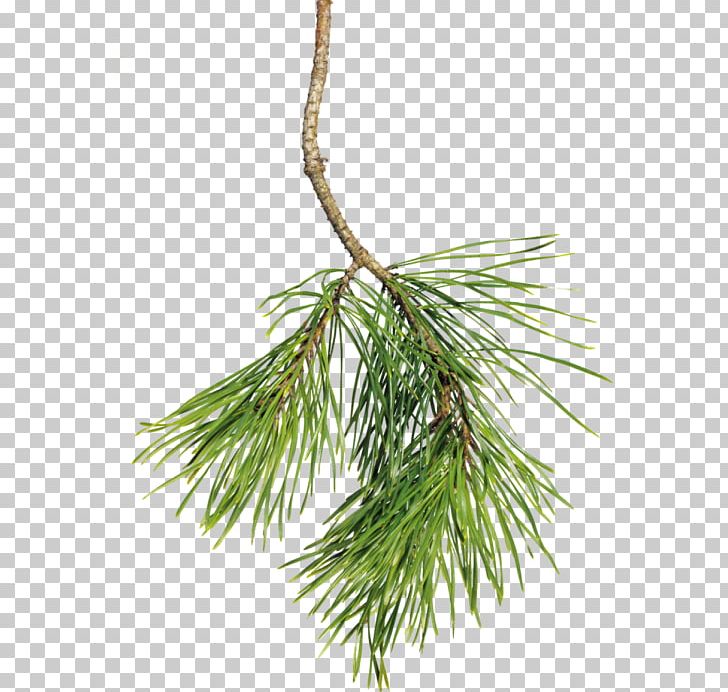 Spruce Needle Desktop PNG, Clipart, Albom, Branch, Christmas Ornament, Conifer, Desktop Wallpaper Free PNG Download