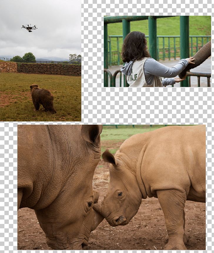 Rhinoceros Wildlife Terrestrial Animal Snout Safari PNG, Clipart, Animal, Ephedia Partie 2, Fauna, Grass, Horn Free PNG Download