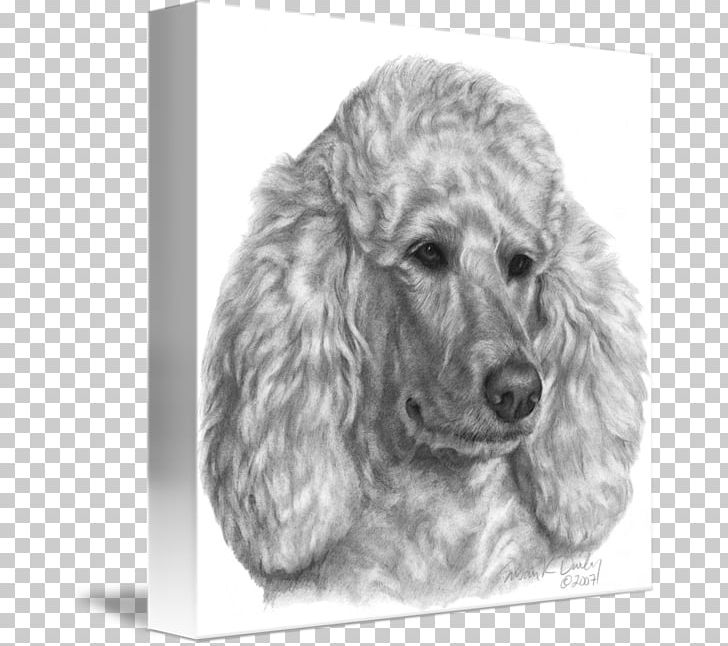 Standard Poodle Miniature Poodle Puppy Dog Breed PNG, Clipart, Animals, Black And White, Carnivoran, Companion Dog, Crossbreed Free PNG Download