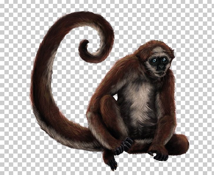 Threatened Species New World Monkeys IUCN Red List Spider Monkey PNG, Clipart, Animals, Biodiversity, Black Howler, Colombia, Conservation Free PNG Download