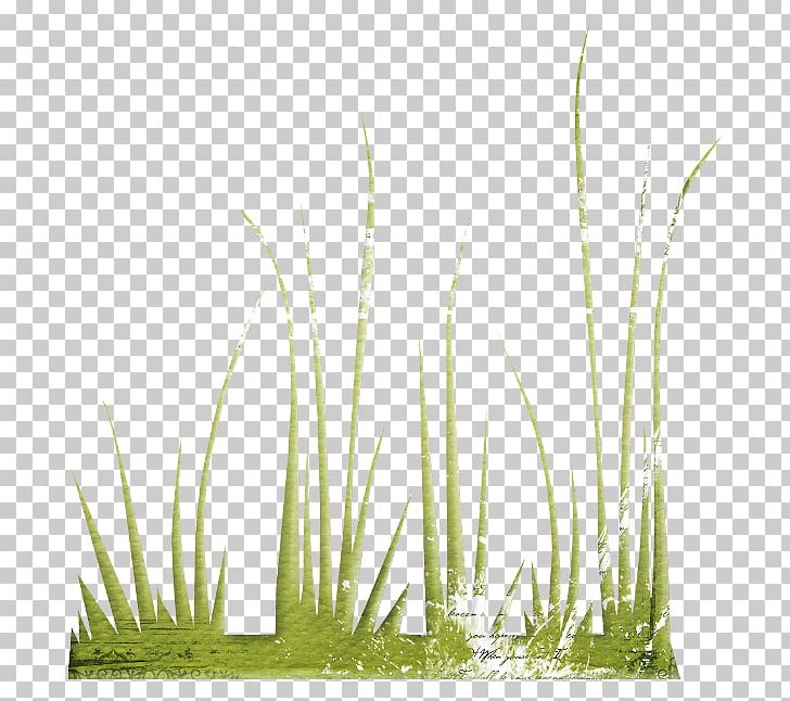 Vetiver Lawn Herbaceous Plant PNG, Clipart, Autumn, Chrysopogon, Chrysopogon Zizanioides, Commodity, Flower Free PNG Download