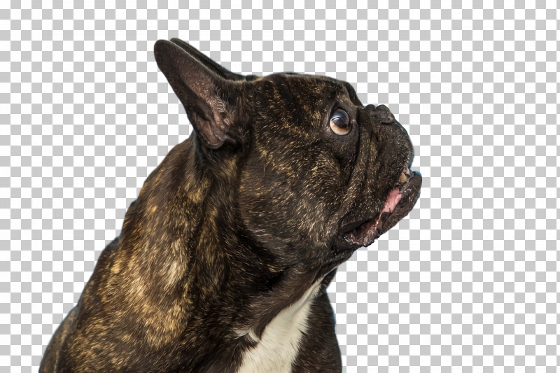 French Bulldog PNG, Clipart, Breed, Bulldog, Collar, Dog, Dog Collar Free PNG Download