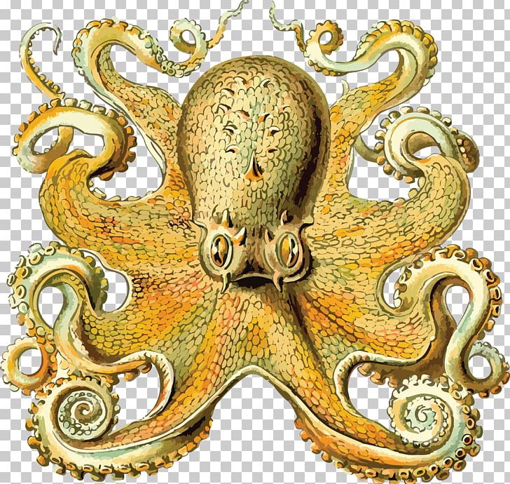 Art Forms In Nature Octopus Cephalopod Orchidae Squid PNG, Clipart, Art Forms In Nature, Biologist, Cephalopod, Ernst Haeckel, Invertebrate Free PNG Download