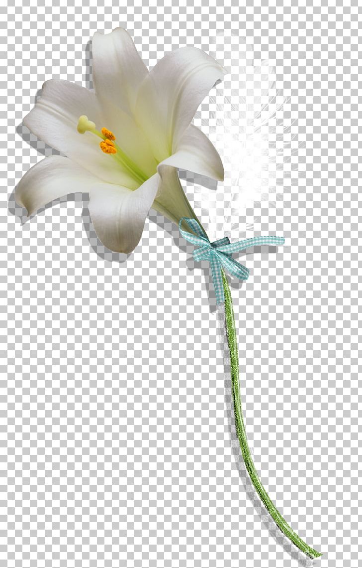 Floral Design Petal Flower PNG, Clipart, Calla Lily, Cut Flowers, Download, Encapsulated Postscript, Flora Free PNG Download