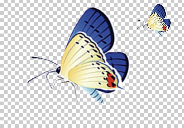 Lycaenidae Butterfly Moth PNG, Clipart, Arthropod, Blue Butterfly, Butterflies, Butterfly, Butterfly Group Free PNG Download