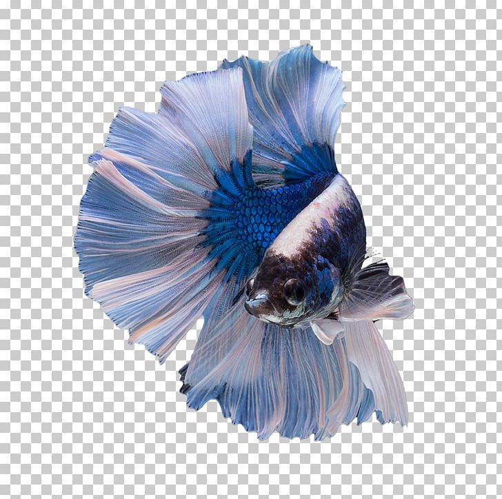 Siamese Fighting Fish Freshwater Fish Male Territory PNG, Clipart, Animals, Betta, Blue, Cobalt Blue, Color Free PNG Download