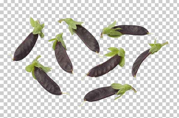 Snow Pea Vegetable Snap Pea Legume PNG, Clipart, Color, Food, Free, Free To Pull The Material, Green Peas Free PNG Download