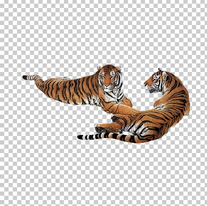 South China Tiger Siberian Tiger Google S PNG, Clipart, Animal, Animals, Animation, Big Cats, Carnivoran Free PNG Download