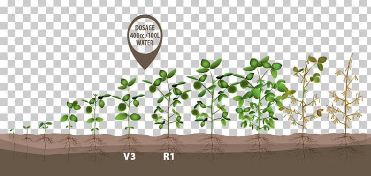 Growing Soybeans Crop Green Bean PNG, Clipart, Agronomy, Bean, Branch, Child Development Stages, Corn Free PNG Download