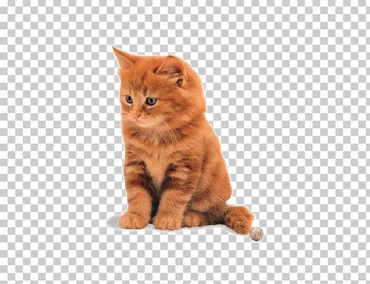 Manx Cat American Shorthair European Shorthair Kurilian Bobtail Cymric Cat PNG, Clipart, Animals, Asian, British Semi Longhair, California Spangled, Carnivoran Free PNG Download