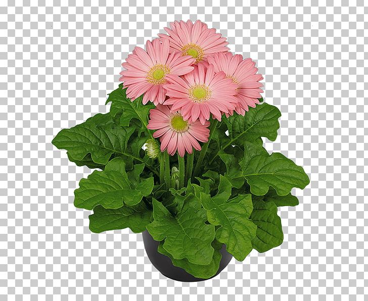 Transvaal Daisy Cut Flowers Houseplant PNG, Clipart, Annual Plant, Chrysanthemum, Chrysanths, Cut Flowers, Daisy Family Free PNG Download