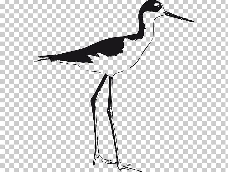 Bird Black-necked Stilt Black-winged Stilt PNG, Clipart, Avocet, Beak, Bird, Bird Nest, Black And White Free PNG Download