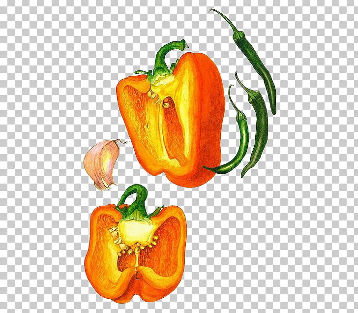 Botanical Illustration Drawing Botany Watercolor Painting Illustration PNG, Clipart, Bell Pepper, Chili Pepper, Creative Design, Flower, Food Free PNG Download