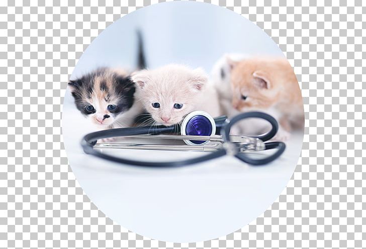Cat Kitten Veterinarian Clinique Vétérinaire Pet PNG, Clipart, Animal Doctor, Animals, Animal Shelter, Carnivoran, Cat Free PNG Download