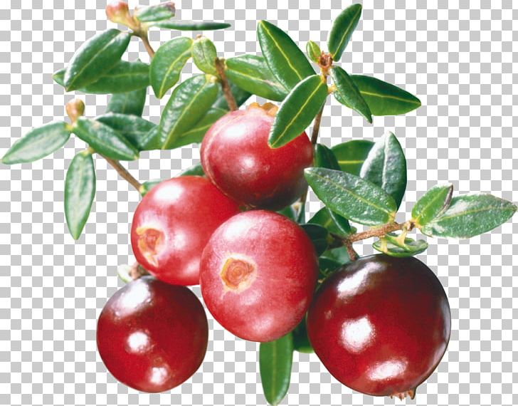 Cranberry Juice Marmalade Mors PNG, Clipart, Acerola Family, Arctostaphylos Uva Ursi, Berry, Bilberry, Cherry Free PNG Download