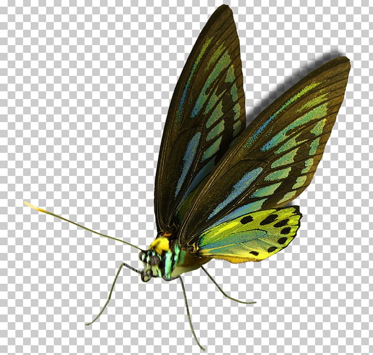 Taipei 101 Brush-footed Butterflies Skyscraper Nightscape Butterfly PNG, Clipart, Accordnet, Bijin, Brush Footed Butterfly, Invertebrate, Lycaenid Free PNG Download
